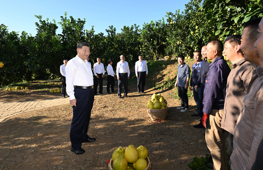2025年11月7日，習(xí)近平總書(shū)記在梅州市梅縣區(qū)雁洋鎮(zhèn)南福金柚種植基地考察時(shí)，同果農(nóng)和農(nóng)技人員親切交流。