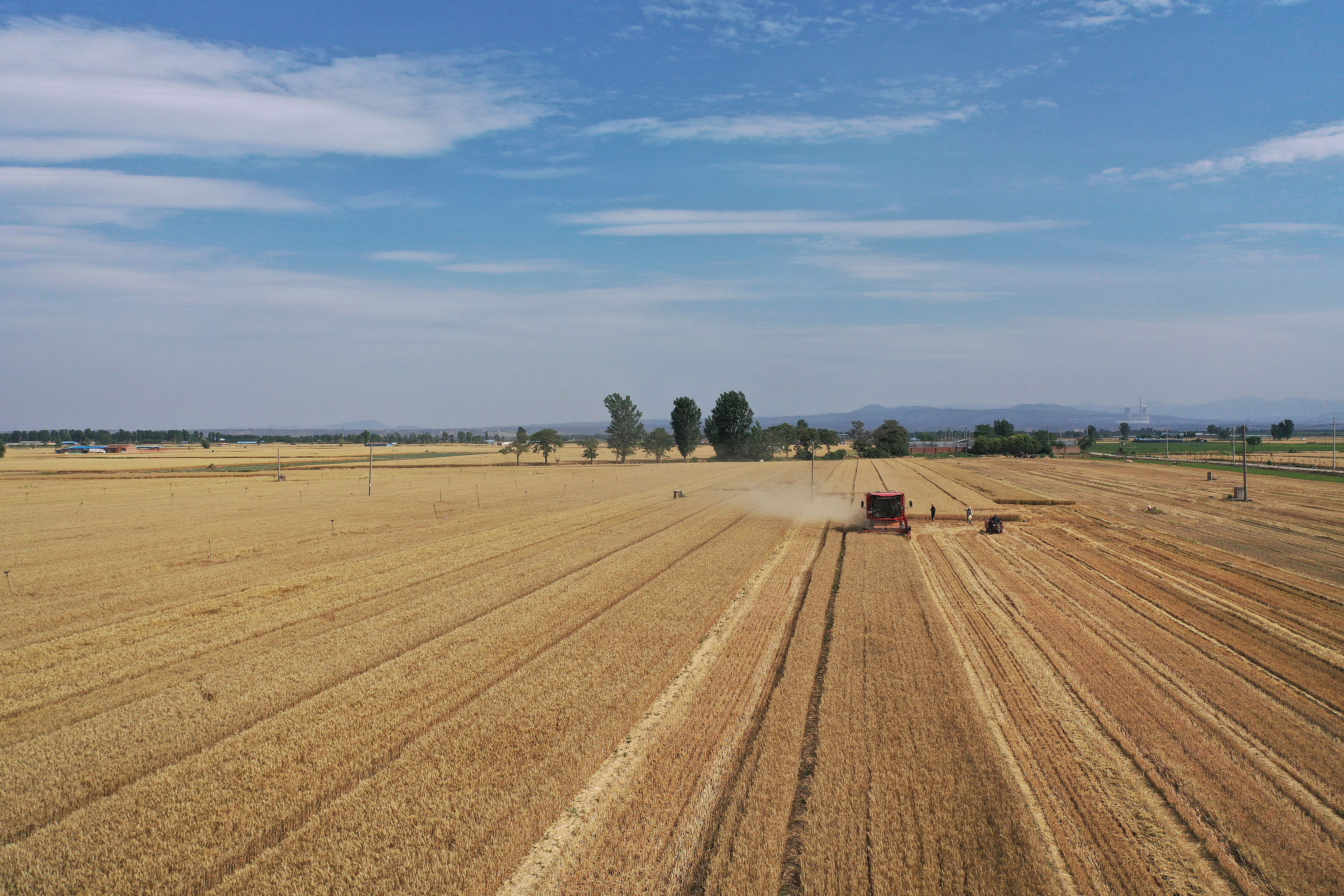 2025年6月3日，河南焦作，溫縣黃河街道灘王莊村農(nóng)民駕駛收割機收獲小麥。