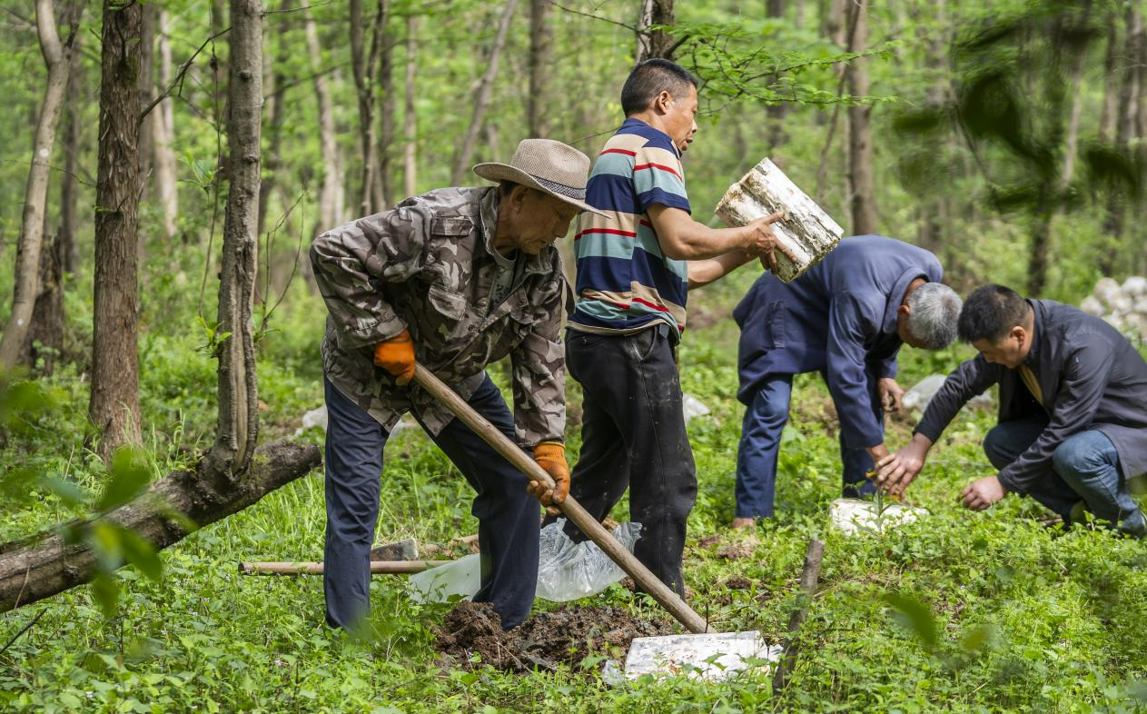 2025年4月16日，江西新余，仙女湖區(qū)河下鎮(zhèn)花園村林場，人們正在搬運(yùn)、栽植靈芝菌棒。