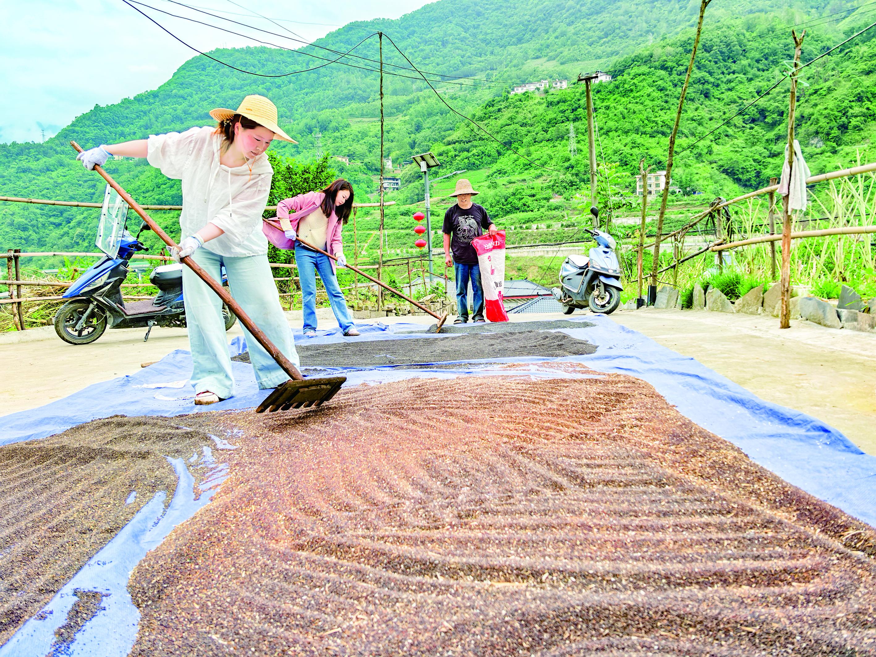 嵐皋縣農業(yè)農村局干部幫助村民晾曬菜籽